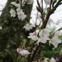 早川へ