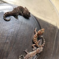ソメワケササクレヤモリ