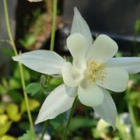 初夏の花がいっぱい～まぁるの庭