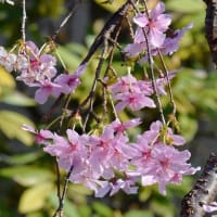 鉢植えの「富士しだれ桜」
