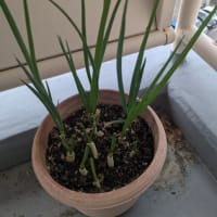 ベランダにネギを植えました。