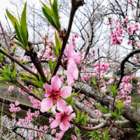 ぼくKちゃん　花よりだんごです