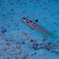 水納島のヤシャハゼ