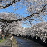 桜満開！今週末もきなことお花見！
