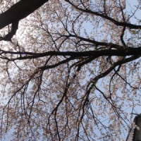 一瞬の春〈2010年 今年の桜 ～実家近辺にて～〉