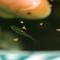 ホントにメダカ？？？