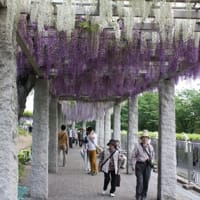 Westeria Festival in Fujioka
