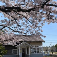 中島閘門の桜