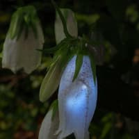 花あかり