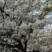 SAKURA 2025