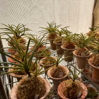 植え替え