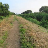 小出川の土手道