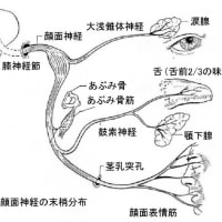 三叉神経第Ⅲ枝関連の顔面骨孔への刺針 