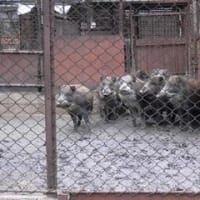 世界最速のインディアン ナオちゃんのお気楽生活 世界最速のインディアン ナオちゃんのお気楽生活