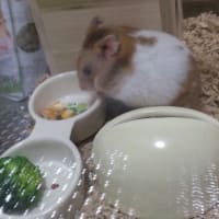 みつまめさん初お披露目
