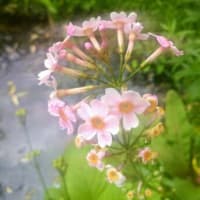 困ったときは植物園へ