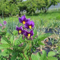 じゃいもの花が咲いていますﾍ(^o^)/