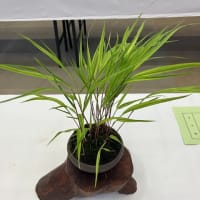 室蘭盆栽会