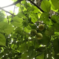心置きなく草取り