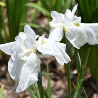 花しょうぶの彩りを楽しむ油ヶ渕の水辺と応仁寺-2