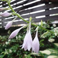 ギボウシ（ホスタ）の花