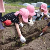 畑に行こう！　～4歳児　ネギ植え体験～