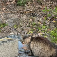 🐟残り10日間の高知生活🐟