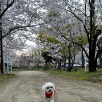桜散歩2024 ②