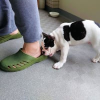 お漏らしにカミカミに元気そうなのにね