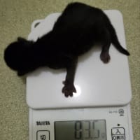 未熟児の赤ちゃん猫保護