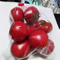 【見島発】『　ひょっとしたら、獣医になれる！！（弱心臓要注意(>_<)）』