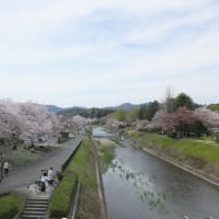 花吹雪と八重桜咲き始めの陵南公園 2024.4.13