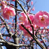 春はすぐそこ・・・