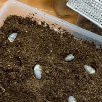 カブトムシの幼虫