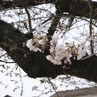 やっと開花が始まったかな　北九州市の桜