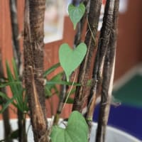 観葉植物に恋？？