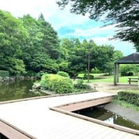 アジサイたち、ちょっと元気がないかな～相模原北公園で