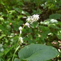 森林公園を歩く