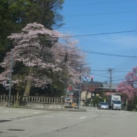 桜と紫木蓮