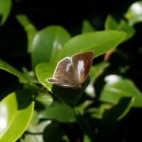 埼玉のムラサキツバメなど