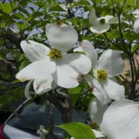 水戸で4月に見た白い木の花(2)