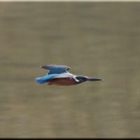 於大公園 ： 野鳥 ・ 翡翠 ・ カワセミ・・・フリー素材ブログ　カワセミ