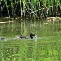 ここにもいたよ、カイツブリの親子。