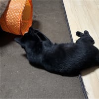飛べ　めけｗ