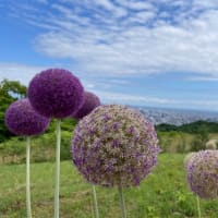 幌見峠　ラベンダー園　〜　札幌市中央区