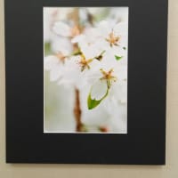 令和7年度　春の文協まつり　写真展