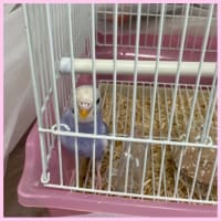 ぷぅちゃんの、新しい遊び