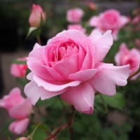 ぎふワールド・ローズガーデンの薔薇の花