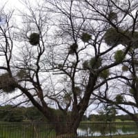 大室公園の木や花やキノコ