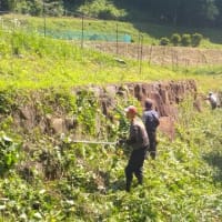 河川草刈り作業